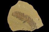Dawn Redwood (Metasequoia) Fossil - Montana #142542-1